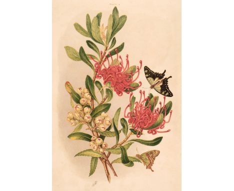 Meredith (Louisa Anne). Some of My Bush Friends in Tasmania, Native Flowers, Berries and Insects, 1st edition, London: Day &a