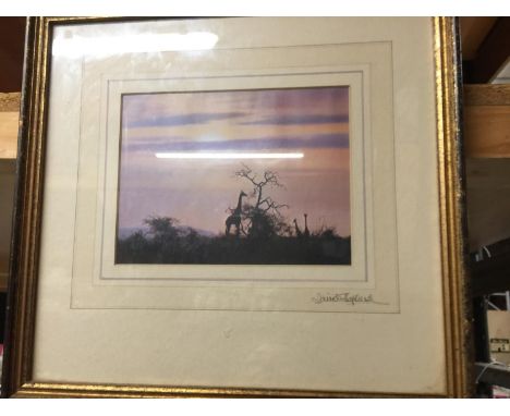 A DAVID SHEPHERD SIGNED PRINT OF A GIRAFFE AT SUNSET, ALSO WITH A DEDICATION AND SIGNATURE TO THE BACK 32CM X 31CM 