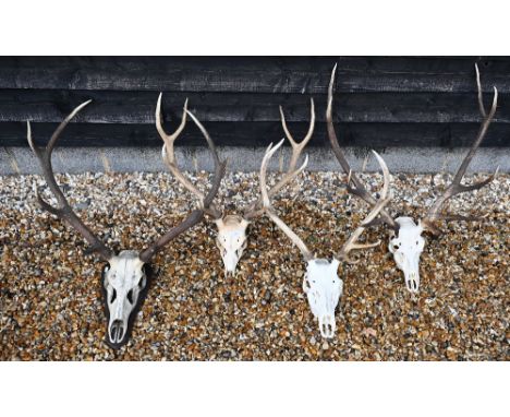 Four sets of skull-mounted deer antlers, one on shield 