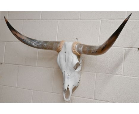 A Texan longhorn cattle skull, 122 cm wide 