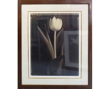 TOM BARIL (American b. 1952) 'Tulip', 1997, toned gelatin silver print, signed, titled and dated verso, signed on mount verso