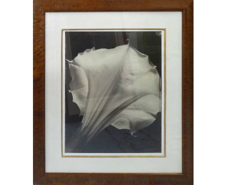 TOM BARIL (American b. 1952) 'Datura', 1995, toned gelatin silver print, signed, titled and dated verso, signed on mount vers