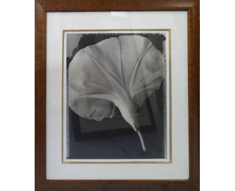 TOM BARIL (American b. 1952) 'Morning glory', 1996, toned gelatin silver print, signed, titled and dated verso, signed on mou
