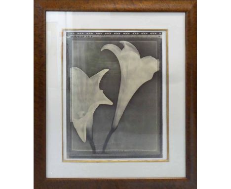 TOM BARIL (American b. 1952) 'Lilies', 1997, toned gelatin silver print, signed, titled and dated verso, signed on mount vers