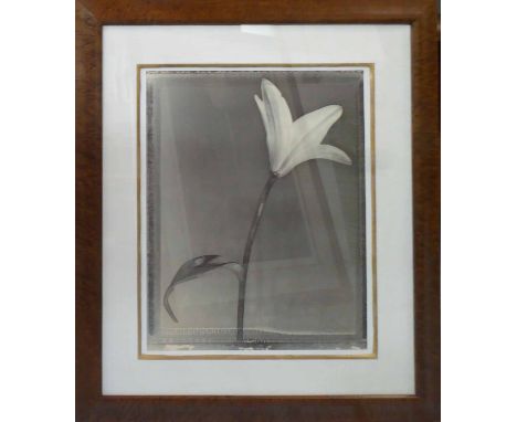 TOM BARIL (American b. 1952) 'Single lily', 1995, toned gelatin silver print, signed, titled and dated verso, signed on mount
