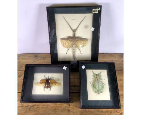 FRAMED ITEMS INCLUDING TAXIDERMY BEETLE AND INSECTS, BOUND-FEET SHOES, MINIATURE WATERCOLOURS AND A COMPASS (9)