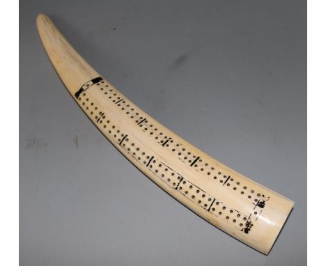 A walrus tusk cribbage board