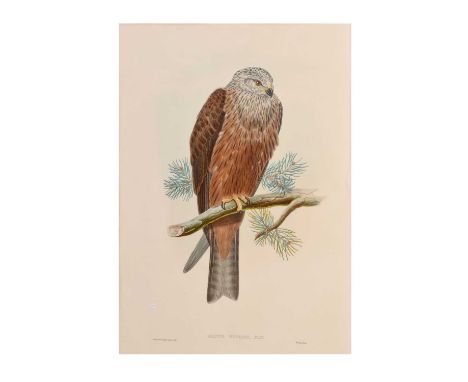 'Milvus Migrans' (Black Kite) hand-coloured lithograph after Joseph Wolf, and William Hart, from John Gould, The Birds of Gre
