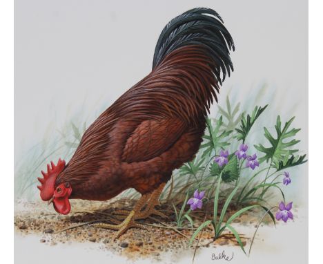Don Balke (North Carolina, B. 1933) "Rhode Island Red and Violet" Signed lower right. Original Watercolor painting on Illustr