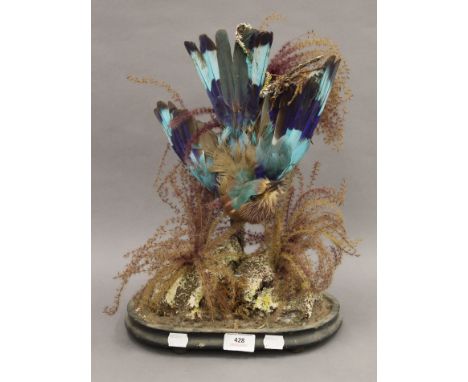 A Victorian taxidermy specimen of a roller bird. 39 cm high.