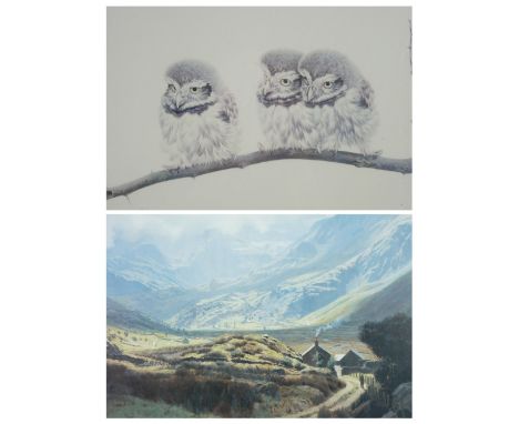 BRYAN REED coloured limited edition print (64/500) - of three little owl chicks on the branch of a tree, signed in full, 43 x