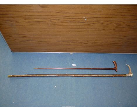 A walking stick with antler handle, 50" long and another with walnut handle, 36" long.