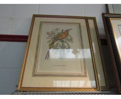 A pair of J. &amp; E. Gould prints depicting exotic birds