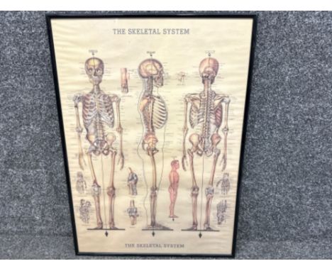 Framed Vintage medical/science school poster - The Skeletal System - 51x71cm