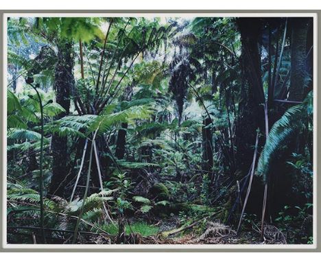 Thomas Struth     1954 Geldern/Niederrhein - lebt und arbeitet in Berlin Paradise 34, The Big Island, Hawai'ian Islands 2006.