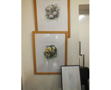 A PAIR OF PINE FRAMED FLORAL STUDIES ENTITLED 'EVENING PRIMROSE' AND 'HEDGE BINDWEED' BY STEVE VICARY TOGETHER WITH A FRAMED 