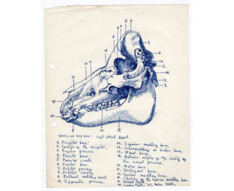 Robert Oscar Lenkiewicz (1941–2002) original pen sketch of a pig skull (left lateral aspect) with annotation and has official