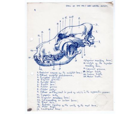 Robert Oscar Lenkiewicz (1941–2002) original pen sketch of a dog skull (left lateral aspect) with annotation and has official