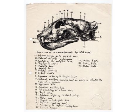 Robert Oscar Lenkiewicz (1941–2002) original pen sketch of a Felidae (jaguar) skull (left lateral aspect) with annotation and