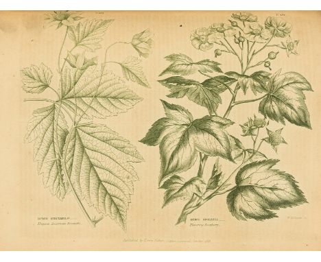 Herbals.- Green (Thomas) The Universal Herbal; or, Botanical, Medical and Agricultural Dictionary, 2 vol., first edition, sti