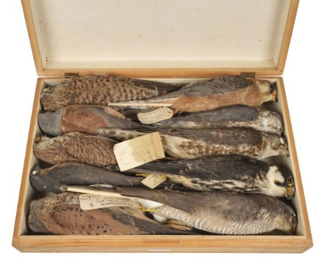 * Taxidermy. Collection of raptor specimens, 1906-34, 10 in total, all unmounted, each with manuscript leg tag (often with pr