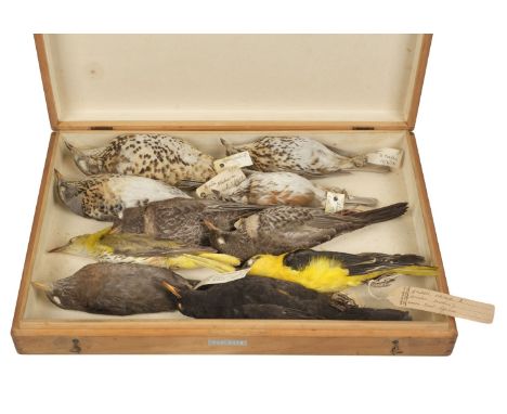 * Taxidermy. Collection of thrush specimens, c.1889-1926, 10 in total, all unmounted and without eyes, all but one with manus