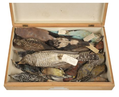 * Taxidermy. Collection of miscellaneous bird specimens, c.1902-39, 18 in total, all unmounted, most without eyes, most with 