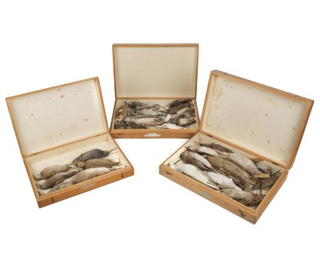 * Taxidermy. Collection of wader specimens, c.1885-1932, 33 in total, all unmounted and without eyes, each with manuscript le