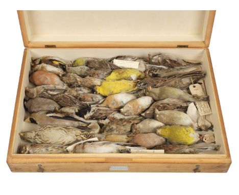 * Taxidermy. Collection of finch and bunting specimens, c.1900-25, approximately 40 specimens in total (including 2 sparrows)