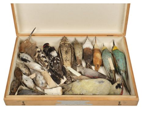 * Taxidermy. Collection of miscellaneous bird specimens, c.1875-1936, 19 in total, all unmounted, all without eyes, all with 