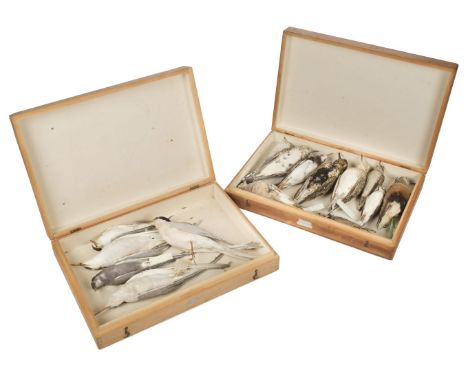 * Taxidermy. Collection of plover, turnstone and tern specimens, c.1900-37, 16 in total, all umounted and all but one without