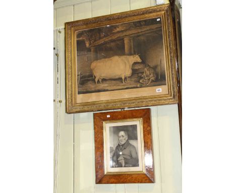 Gilt framed print 'A Short Horned Heifer 7yrs old' and burr walnut framed portrait print of The Breeder, John Colling Esq, Ba