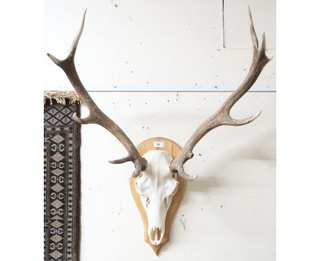 A ten point stag skull on beech shield shaped mount Condition Report:Available upon request