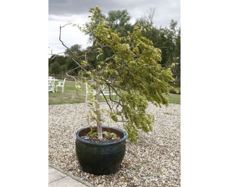 A modern glazed pottery planter, containing a weeping tree, planter 63cm diameter, approximately 200cm high in total, togethe