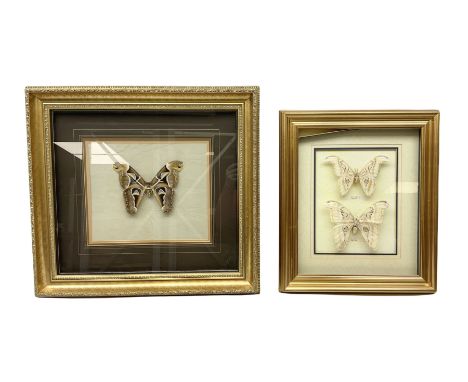 Entomology: Two gilt framed displays of three atlas moths 'Attacus atlas', one display a single atlas moth, the other contain