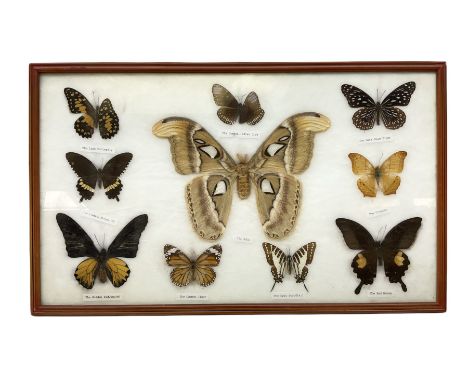 Entomology: Framed display of ten butterflies and moths including 'The Atlas', 'The Red Helen', 'The Golden Bidwing', 'The Da