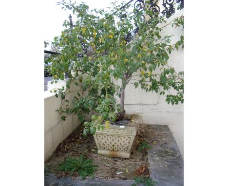 Square composite stone planter and ornamental tree 