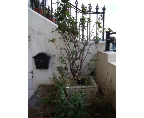 Square composite planter and rosebush 