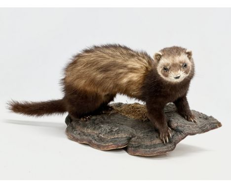 A vintage taxidermy ferret, 50cm