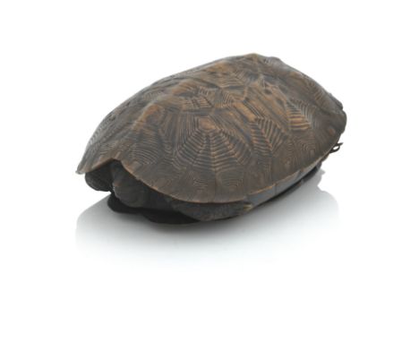 A JAPANESE CARVED WOOD BOX IN THE FORM OF A TERRAPINMeiji era (1868-1912), signed Ryuhan Shoshin Kawase YuichiSet with mother