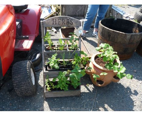 A terracotta strawberry planter and herb step planter.