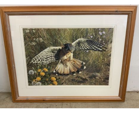 A limited edition print (a.p 66 of 76) of a hawk in flight chasing pray. Signed by the artist in pencil. W:101cm x H:82cm