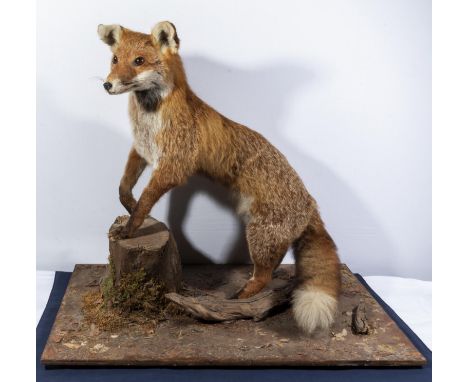 A vintage taxidermy fox