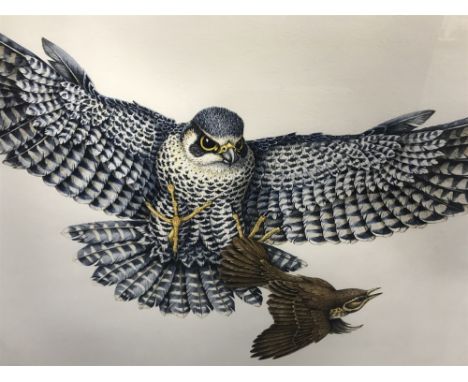 MILES HOPPER, BIRDS OF PREY, watercolour on paper, signed 40cm x 50cm Framed and under glass