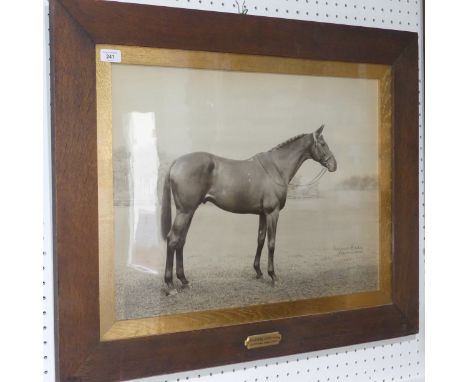 Horse Racing interest: 'Faithful Don' (1903) Hartstown - Donna Fidelia, a black and white photograph portrait of the horse, s