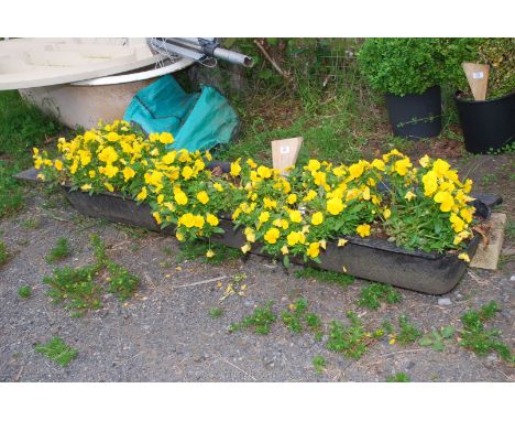 A metal 6' pig Trough planted with yellow pansies.