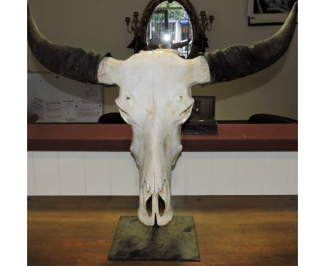 A composition buffalo skull, on a metal plinth base, H. 63cm.