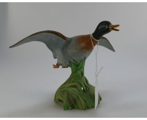 Spode model of a Mallard duck rising, height 16cm.