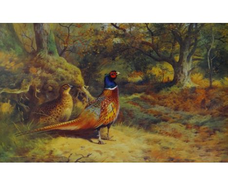 ARCHIBALD THORBURN limited edition (109/850) print - two pheasants in woodland with another in a distance, 32 x 50cms
