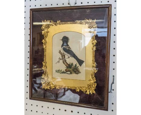 ORNITHOLOGICAL PRINT, hand coloured, in gilt frame and cased, 26.5cm x 22cm.
